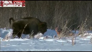 Голодный волк VS Бизон (сражаются за выживание)