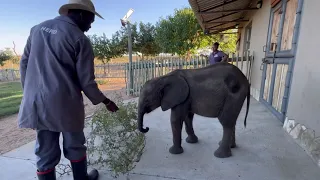 Quality Time & Photo Bombs with Baby Elephant Phabeni