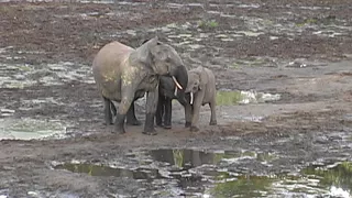 Elephant Mother Reunited With Her Baby