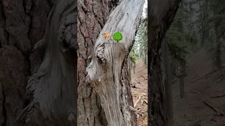 kangaroo tree⁉️😁 #tree #wood #wilderness #hiking #shorts #shortsvideo