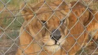 Watch: FOUR PAWS secured a better future for five mistreated lions