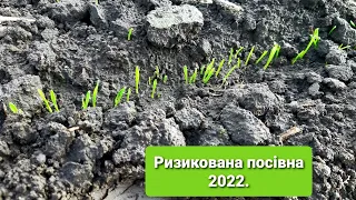 Ризикована посівна 2022!Озима пшениця.