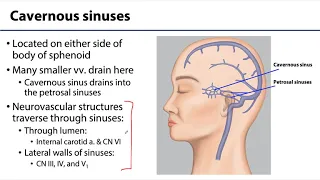 Cranial Cavity and Brain LO - Dural Venous Sinus