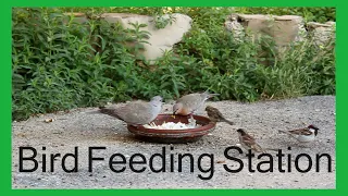 Bird Feeding Station || Birds Chirping || Birds Are Breakfasting || Birds And Water Sound