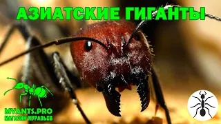 Содержание муравьев вида Camponotus singularis (Синги)