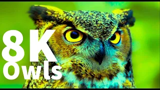 Most Beautiful Owl Birds Special Collection in 8K ULTRA HD HDR / 8K TV Demo