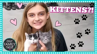 NEW BABY KITTENS!! DOES KARLI'S DREAM FINALLY COME TRUE?!