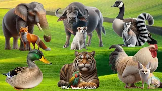 The Lives of Animals Around Us: Elephant, Buffalo, Fox, Lemur, Goose, Duck - Animal Paradise