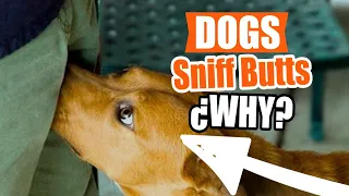 ¿WHY Do Dogs Sniff Butts? 🐶😮This is the TRUTH