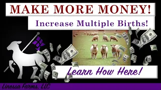 Sheep & Goats: Make More Money Now!  Start Producing More Twins and Triplets!