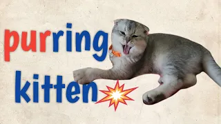 why does cute kitten push its Paws❓️