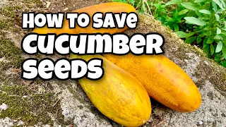 How to Save Cucumber Seeds