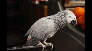 Такой умный попугай