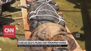 Kabur Dua Kali, Buaya Muara Akhirnya Dievakuasi