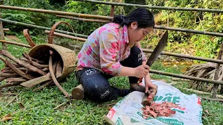 Picking corn, cutting dog blood trees to make medicine, there are bad guys who want to harm