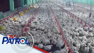 Poultry farmers umaasang makakabawi kasunod ng pagluwag sa biyahe  | TV Patrol