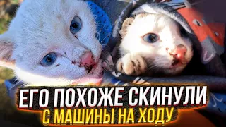 "Ее протащило будто"😱 Нашли за городом раненого и измученного, голодного котенка.В конце ШОК🤯