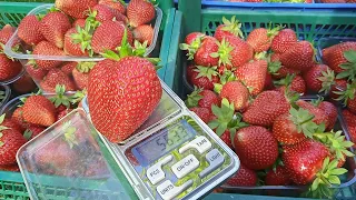 полуниця 🍓 Перший збір Ягода дозріває