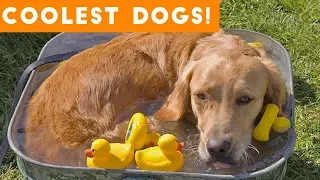 Dog Days of Summer Coolest Dogs of 2018 | Funny Pet Videos