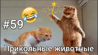 Приколы с животными 2023-СМЕШНЫЕ КУБЫ #59-СМЕШНЫЕ ЖИВОТНЫЕ 2023-Funny Animals Videos Compilation