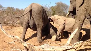 Three young and playful orphaned elephants tussle and tumble with a sand dune!