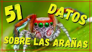 51 CURIOSIDADES INCREIBLES DE LAS ARAÑAS