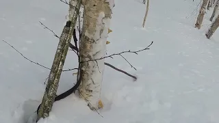 Камчатка, хитрый заяц подранок или охота после пурги.