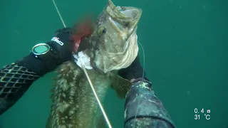 spearfishing Israel Grouper,подводная охота в Израиле, דייג בצלילה חופשית שני לוקוסים