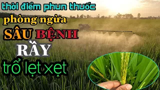 thời điểm phun thuốc phòng ngừa SÂU BỆNH RẦY lúa trổ LẸT XẸT #106 l thanhdotv