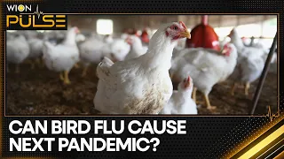 Bird Flu in US cows: Should the world be worried? | WION Pulse