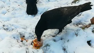 young crows very excited in the presence of the egg, too 🥚🍳😋