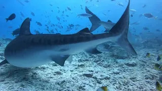 Нападение акулы в Красном море. Почему так происходит и как этого избежать.