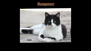 Коты-Воители в реальной жизни/4 часть #глобальныерекомендации #котывоители #залетипж #котики #рил #ы