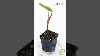 Time-lapse: How long do Colocasias take to grow new leaves?