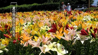 【4K Lily and Lotus】 Blossoming Flowers Amidst the Intense Heat 38℃ in Tokyo and Saitama. 炎天下で咲き誇る花たち