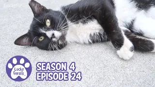 Ditto's Visit, Boo's Zoomies, And Stella's Boa * S4 E24 * Cat Vlog