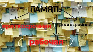 Что такое память. Краткосрочная и рабочая память