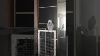 Попугай жако Мажора танцует