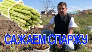 Сажаем спаржу. Как я это делаю.