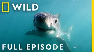 Shark Attacks on the Florida Space Coast (Full Episode) | When Sharks Attack