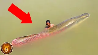 Die 10 tödlichsten Amazonas-Flussmonster