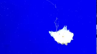 Jelly Fish at Georgia Aquarium