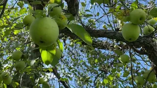 Apple 🍎 🍏Picking at Stribling Orchard,  Virginia