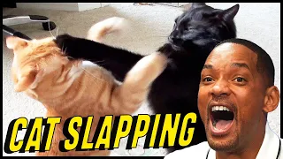 CATS SLAPPING EVERYBODY (MORE COURAGE THAN WILL SMITH'S SLAPPING)