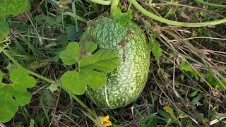 Наше поместье 10.10.2020. Посадки черешни, урожай тыквы. Жизнь за городом.