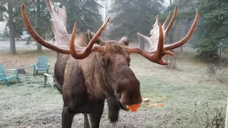 Moose eating Halloween pumpkin