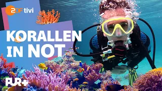 Können wir die Korallen noch retten? | PUR+