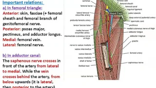 Femoral and Obturator Arteries - Dr. Ahmed Farid