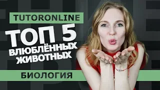 Биология | ТОП 5 влюбленных животных