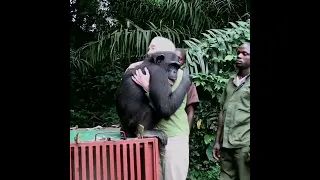 The touching 😢 moment when Wounda the chimpanzee hugs.... ! #shorts  #deanschneider #michaeljackton